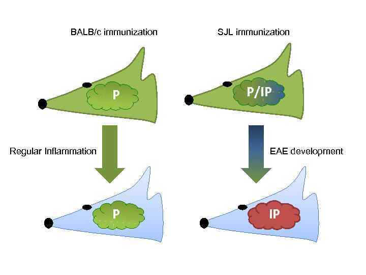 BALB/c immunization P Regular Inflammation SJL immunization P/IP EAE development P IP 