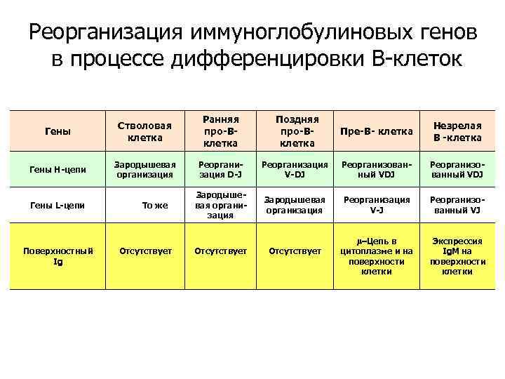 Реорганизация иммуноглобулиновых генов в процессе дифференцировки В-клеток Гены Стволовая клетка Ранняя про-Вклетка Гены Н-цепи