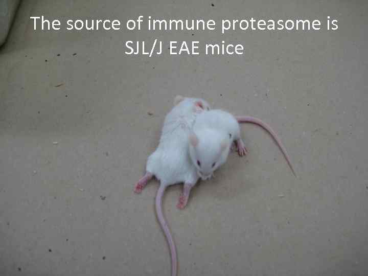 The source of immune proteasome is SJL/J EAE mice 