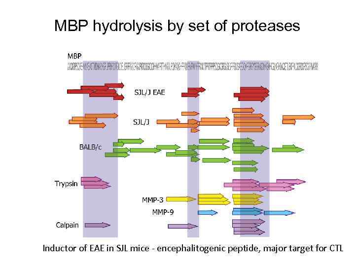 MBP hydrolysis by set of proteases Inductor of EAE in SJL mice - encephalitogenic