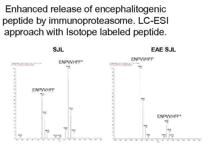 Enhanced release of encephalitogenic peptide by immunoproteasome. LC-ESI approach with Isotope labeled peptide. SJL