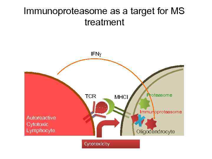 Immunoproteasome as a target for MS treatment IFN TCR MHCI Proteasome Immunoproteasome Autoreactive Cytotoxic