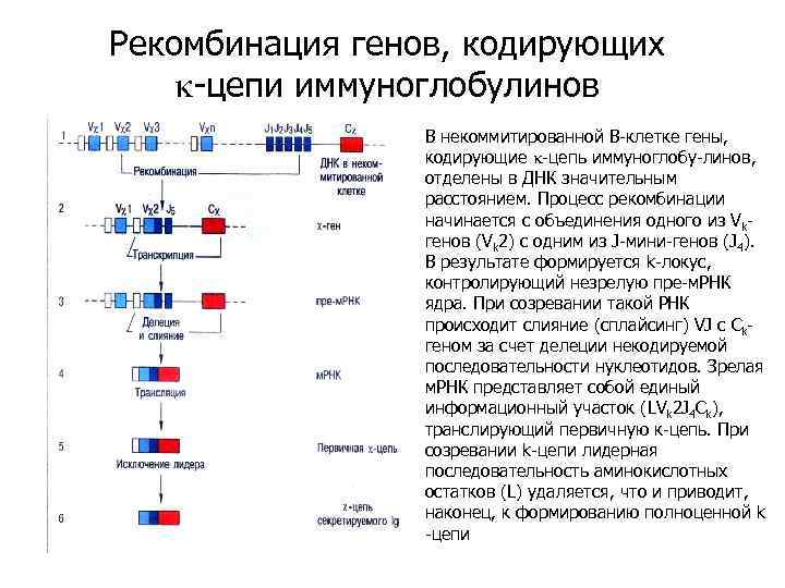 Рекомбинация генов, кодирующих k-цепи иммуноглобулинов В некоммитированной В-клетке гены, кодирующие k-цепь иммуноглобу-линов, отделены в