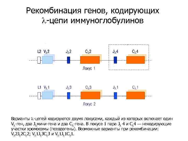 Рекомбинация генов, кодирующих l-цепи иммуноглобулинов Варианты l-цепей кодируются двумя локусами, каждый из которых включает