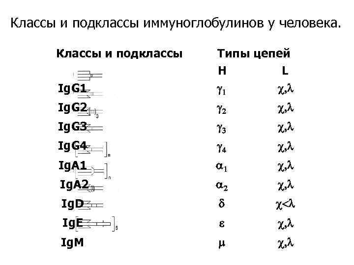 Классы и подклассы иммуноглобулинов у человека. Классы и подклассы Ig. G 1 Типы цепей