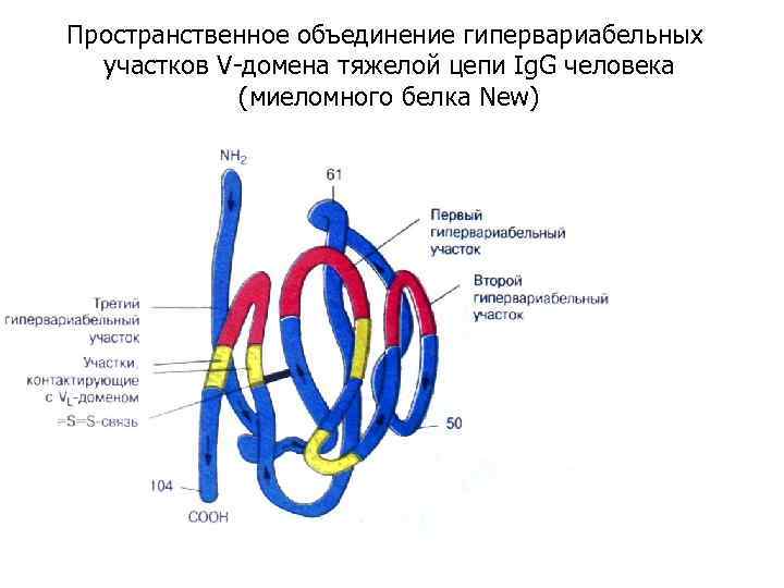 Пространственное объединение гипервариабельных участков V-домена тяжелой цепи Ig. G человека (миеломного белка New) 