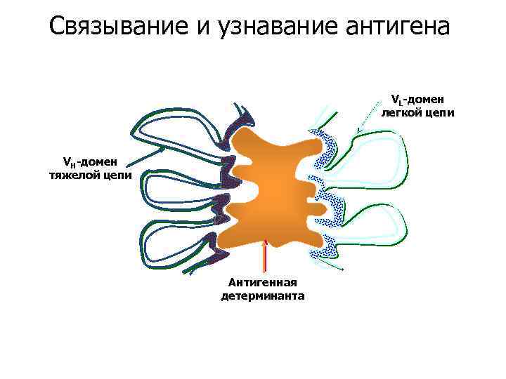 Связывание и узнавание антигена VL-домен легкой цепи VH-домен тяжелой цепи Антигенная детерминанта 