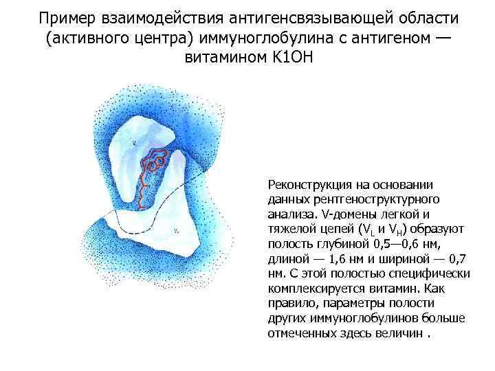 Пример взаимодействия антигенсвязывающей области (активного центра) иммуноглобулина с антигеном — витамином K 1 OH