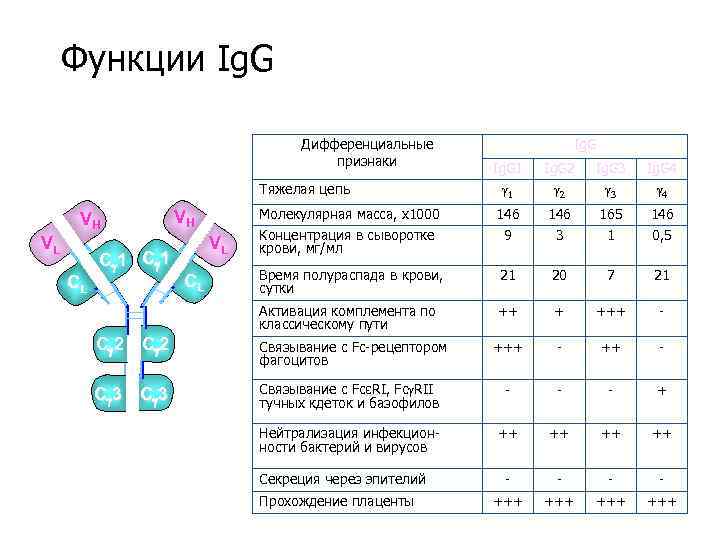 Функции Ig. G Дифференциальные признаки Ig. G 1 1 Ig. G 2 2 Ig.