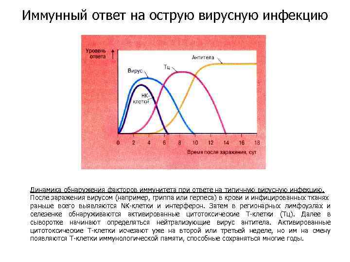 Иммунный ответ на острую вирусную инфекцию Динамика обнаружения факторов иммунитета при ответе на типичную