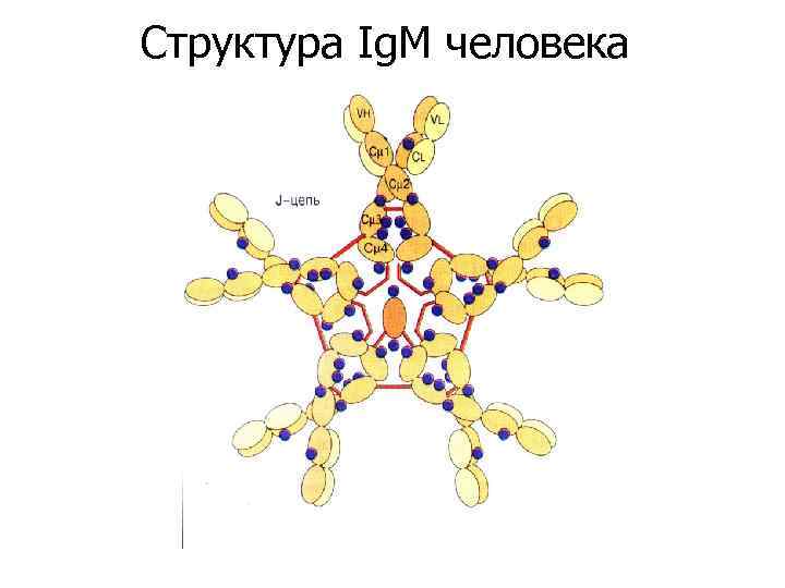 Структура Ig. M человека 