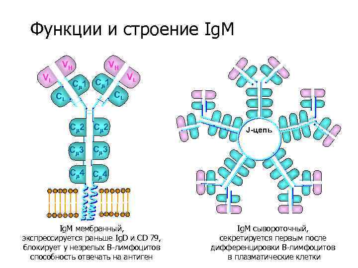 Функции и строение Ig. M VH VL VH C 1 CL VL CL C