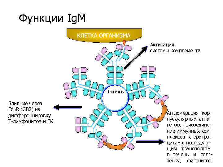 Функции Ig. M КЛЕТКА ОРГАНИЗМА Активация системы комплемента C 2 J-цепь Влияние через Fc