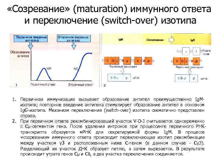  «Созревание» (maturation) иммунного ответа и переключение (switch-over) изотипа 1. Первичная иммунизация вызывает образование