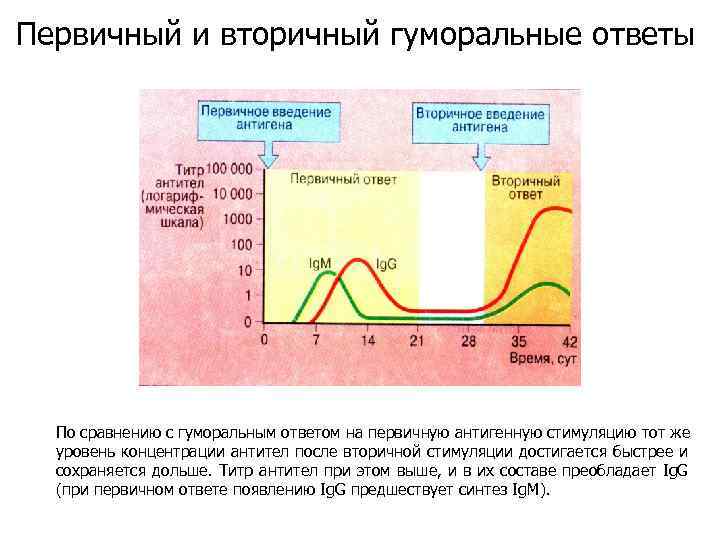 Первичный и вторичный гуморальные ответы По сравнению с гуморальным ответом на первичную антигенную стимуляцию