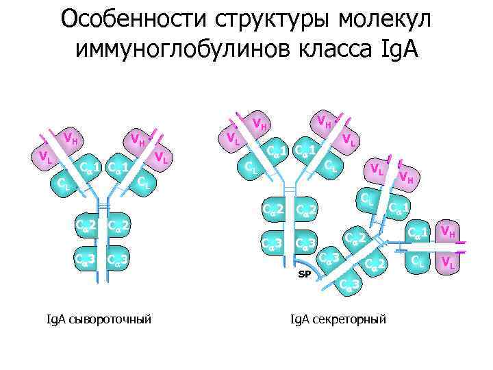 Особенности структуры молекул иммуноглобулинов класса Ig. A VH VL CL VH C 1 CL