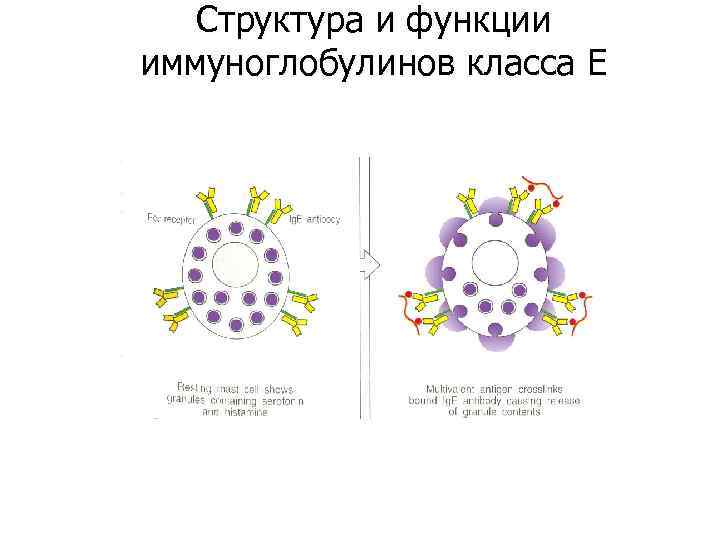 Структура и функции иммуноглобулинов класса E 