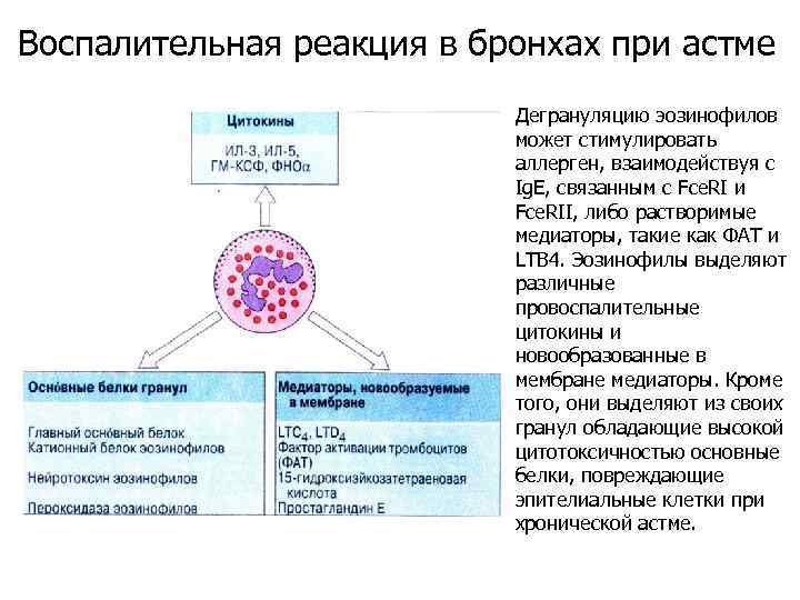 Воспалительная реакция в бронхах при астме Дегрануляцию эозинофилов может стимулировать аллерген, взаимодействуя с Ig.