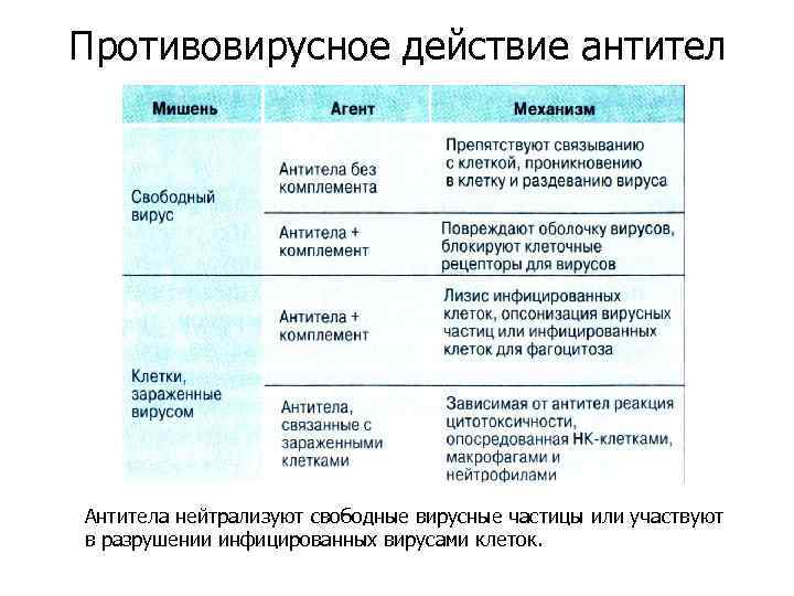 Противовирусное действие антител Антитела нейтрализуют свободные вирусные частицы или участвуют в разрушении инфицированных вирусами