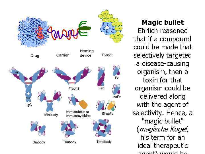 Magic bullet Ehrlich reasoned that if a compound could be made that selectively targeted