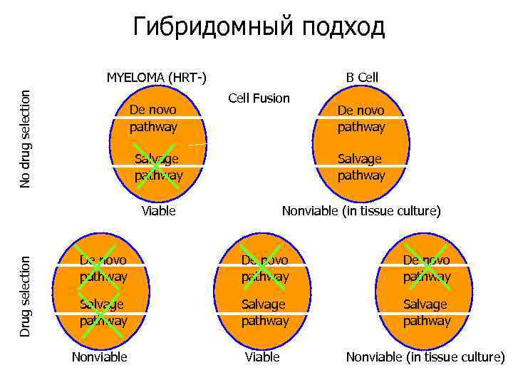 Гибридомный подход No drug selection MYELOMA (HRT-) De novo pathway B Cell Fusion De