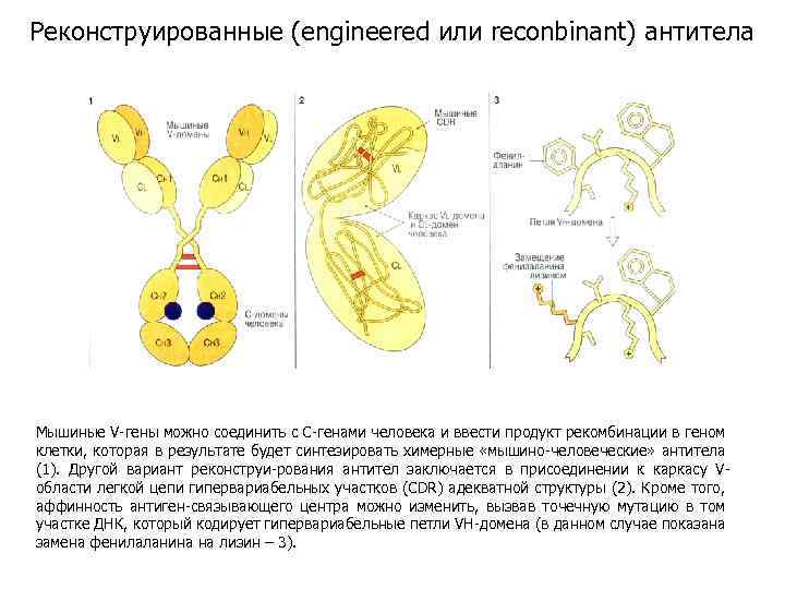 Реконструированные (engineered или reconbinant) антитела Мышиные V-гены можно соединить с С-генами человека и ввести