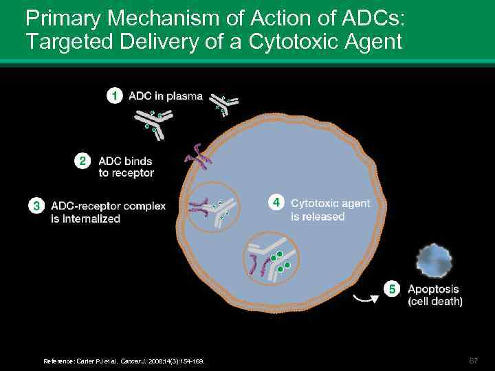 Primary Mechanism of Action of ADCs: Targeted Delivery of a Cytotoxic Agent Reference: Carter