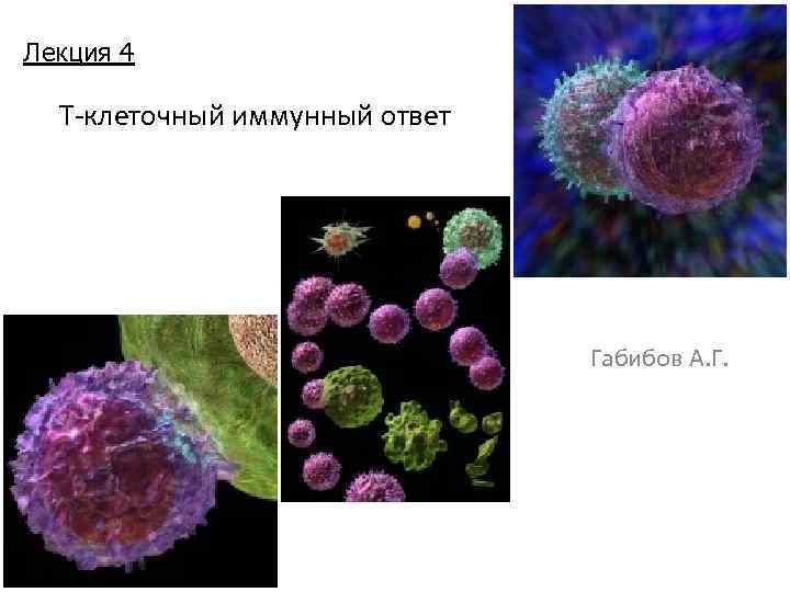 Лекция 4 Т-клеточный иммунный ответ Габибов А. Г. 