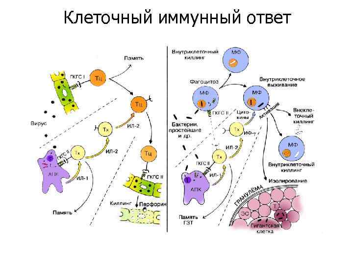 Клеточный иммунный ответ 