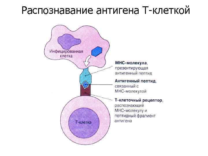 Распознавание антигена Т-клеткой 