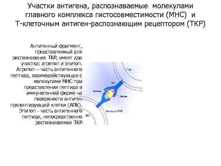 Участки антигена, распознаваемые молекулами главного комплекса гистосовместимости (МНС) и Т-клеточным антиген-распознающим рецептором (ТКР) Антигенный