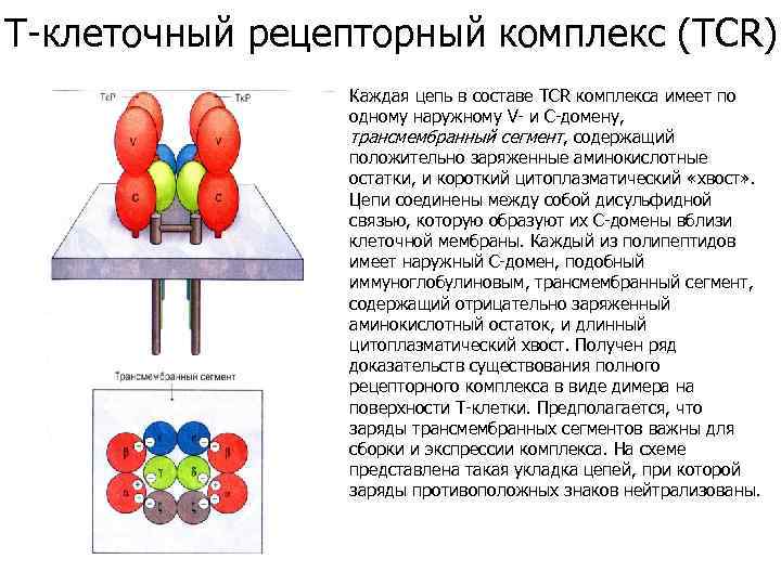 Т-клеточный рецепторный комплекс (TCR) Каждая цепь в составе TCR комплекса имеет по одному наружному