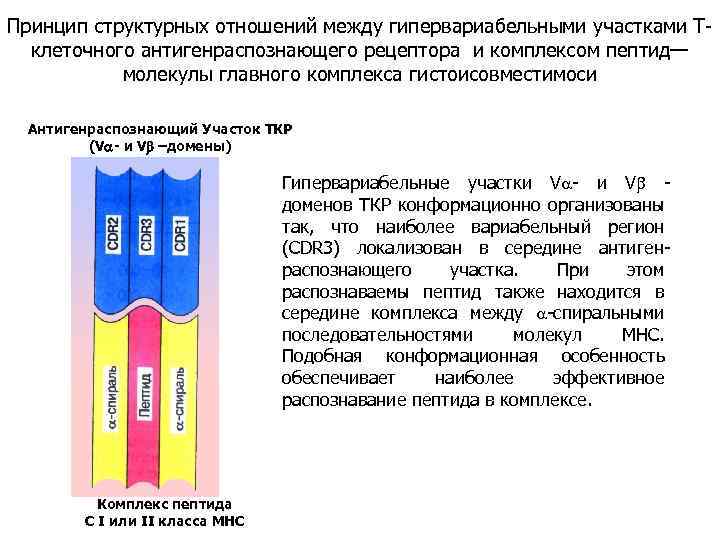 Принцип структурных отношений между гипервариабельными участками Тклеточного антигенраспознающего рецептора и комплексом пептид— молекулы главного