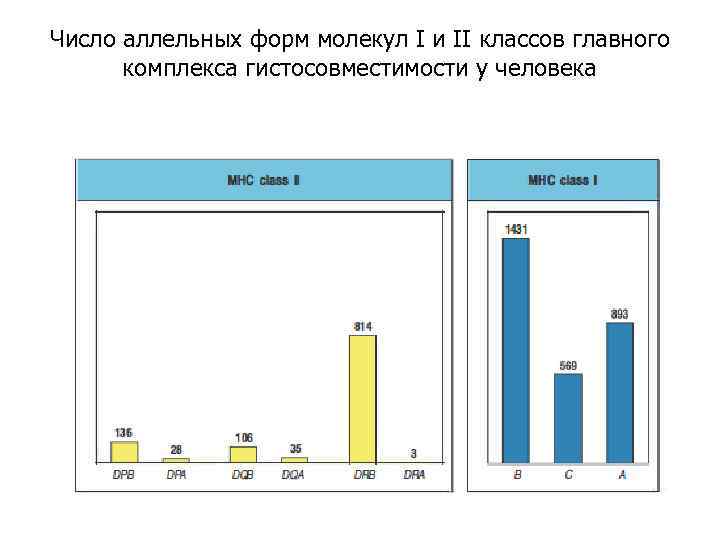 Число аллельных форм молекул I и II классов главного комплекса гистосовместимости у человека 