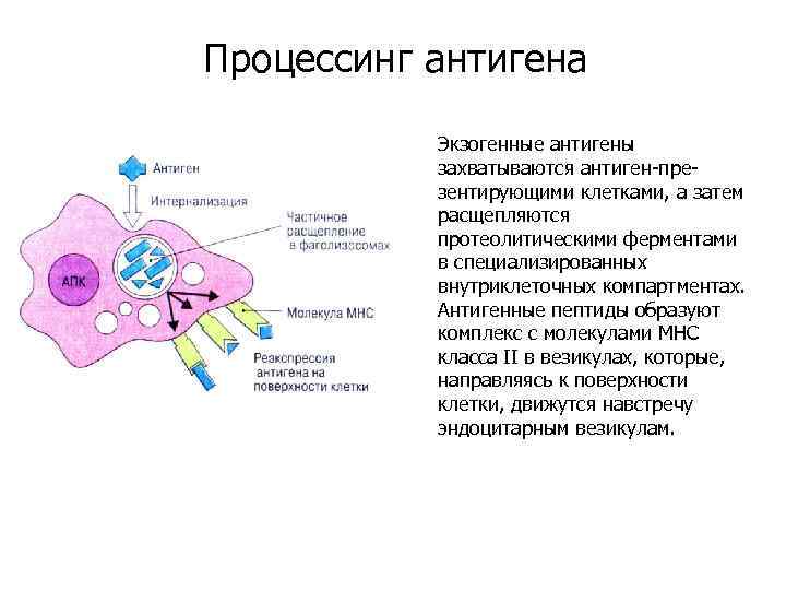 Механизм процессинга и презентации экзогенных и эндогенных антигенов