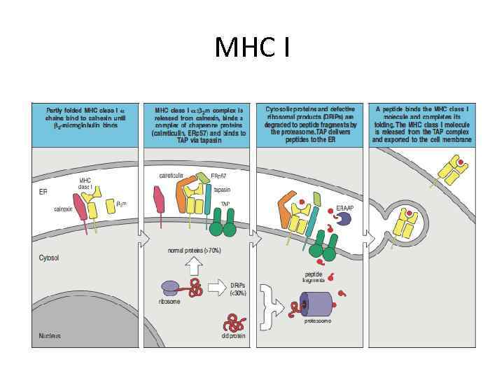 MHC I 