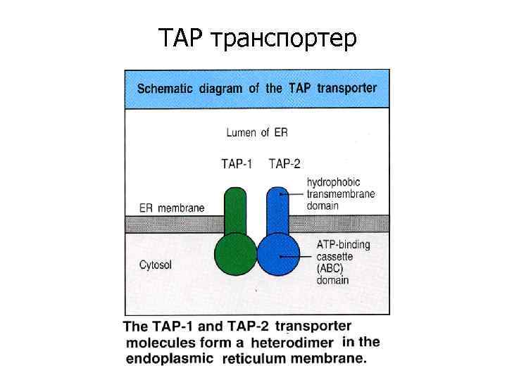 TAP транспортер 