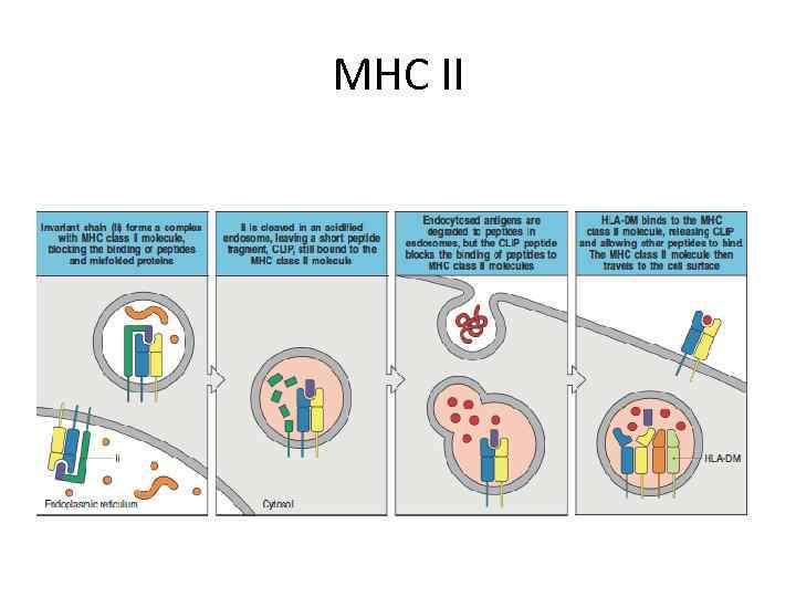 MHC II 