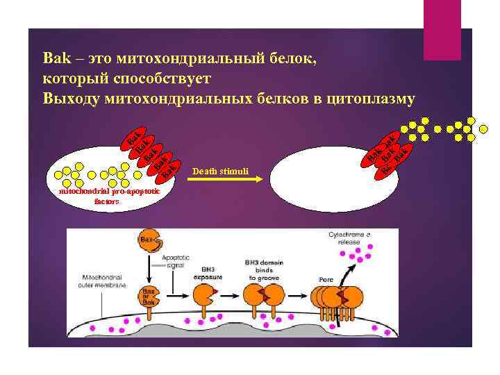 mitochondrial pro-apoptotic factors Death stimuli Ba k Ba Ba Ba k. B k k