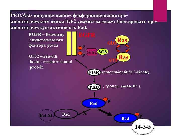 PKB/Akt- индуцированное фосфорилирование про- апоптотического белка Bcl-2 семейства может блокировать проапоптотическую активность Bad. EGFR