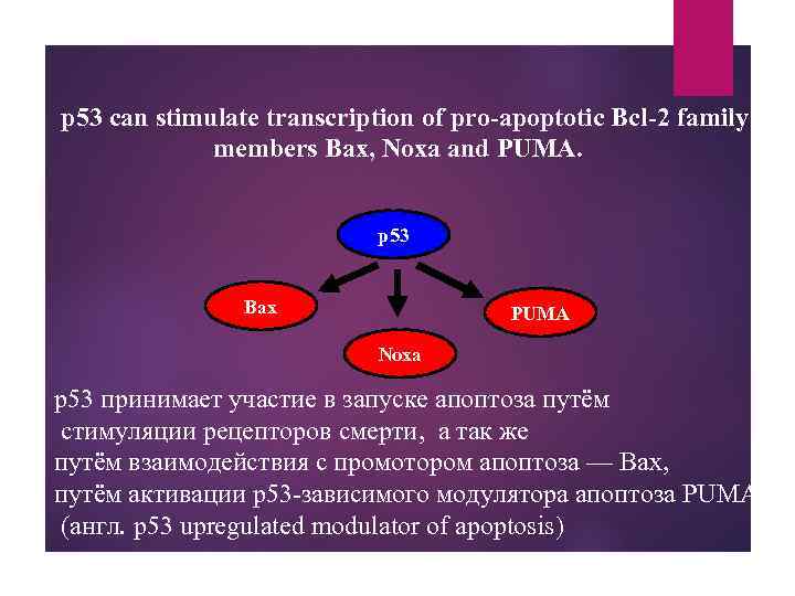 p 53 can stimulate transcription of pro-apoptotic Bcl-2 family members Bax, Noxa and PUMA.