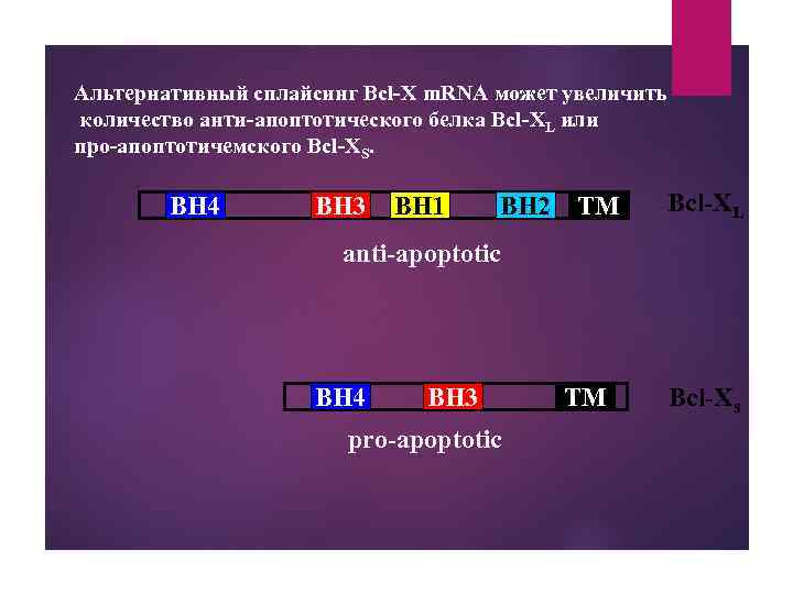Альтернативный сплайсинг Bcl-X m. RNA может увеличить количество анти-апоптотического белка Bcl-XL или про-апоптотичемского Bcl-XS.