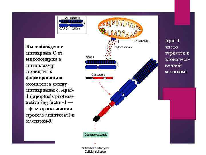 Высвобождение цитохрома С из митохондрий в цитоплазму приводит к формированию комплекса между цитохромом с,