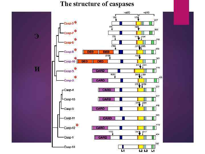 The structure of caspases Э И * * * * 