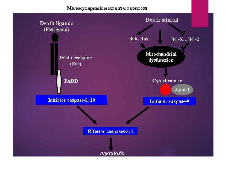 Молекулярный механизм апоптоза Death stimuli Death ligands (Fas ligand) Bak, Bax Bcl-XL, Bcl-2