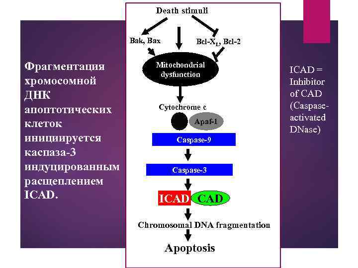  Death stimuli Bak, Bax Фрагментация хромосомной ДНК апоптотических клеток инициируется каспаза-3 индуцированным расщеплением