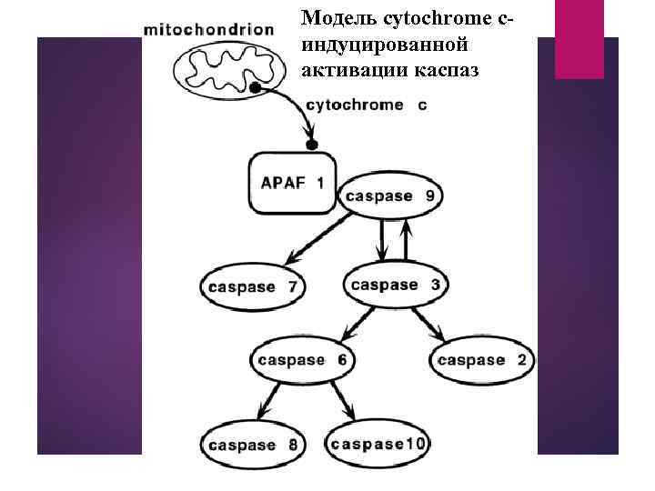 Модель cytochrome cиндуцированной активации каспаз 