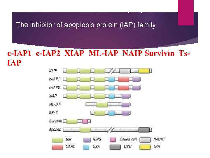 Members of the IAP family of proteins The inhibitor of apoptosis protein (IAP) family