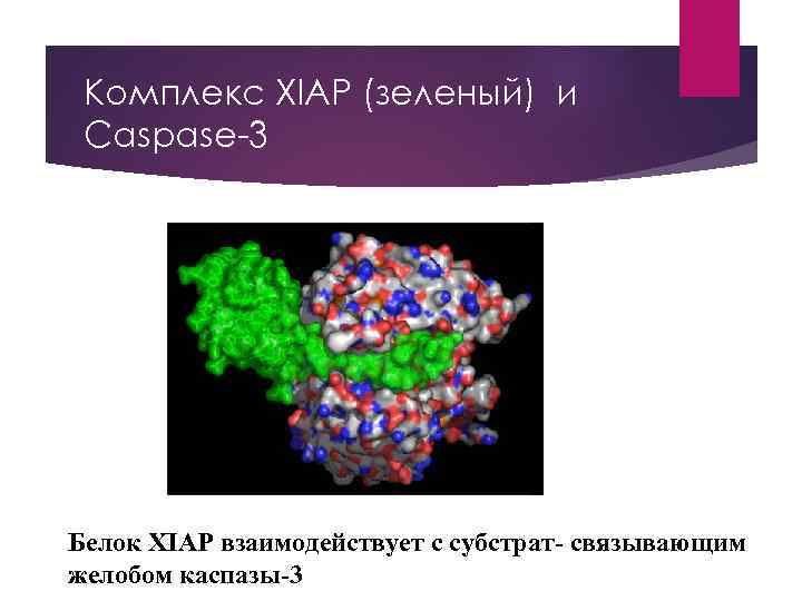 Комплекс XIAP (зеленый) и Caspase-3 Белок XIAP взаимодействует с субстрат- связывающим желобом каспазы-3 