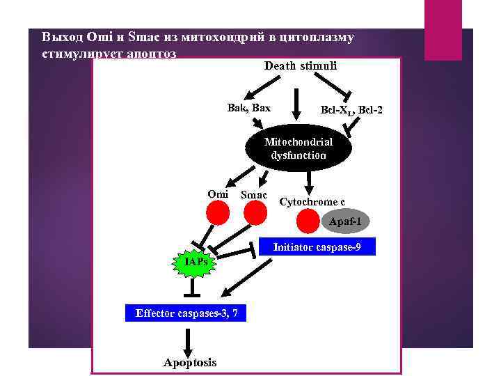 Выход Omi и Smac из митохондрий в цитоплазму стимулирует апоптоз Death stimuli Bak, Bax